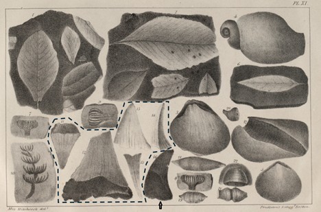 Gay Head
                            fossils