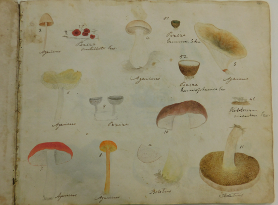 Fungi Selecti Picti