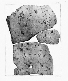 Plates from Ichnology